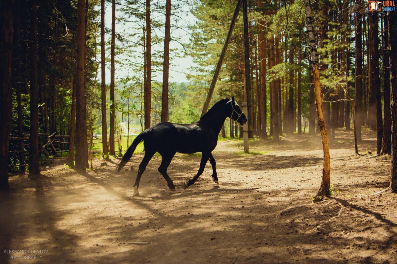 белая лошадь клуб