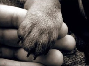 Агент по защите домашних животных Агент по защите домашних животных
